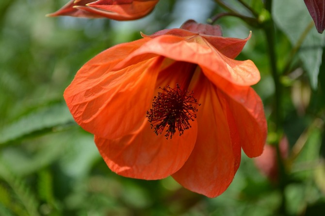 Abutilon (inomhus lönn)