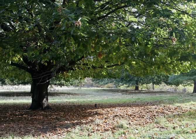 Kastanye Amerika - pokok taman yang popular