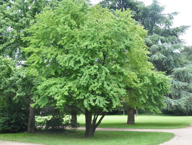 Pokok kirmizi Jepun