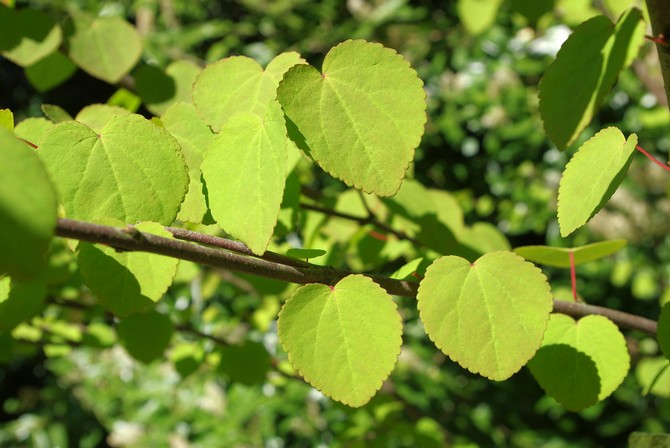 Pendula berpakaian Jepun