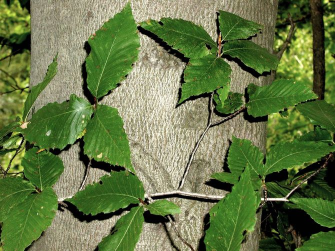 Sifat berguna pokok beech