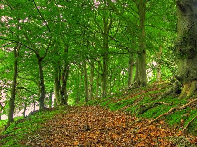 Pokok beech hutan. Foto, keterangan dan sifat