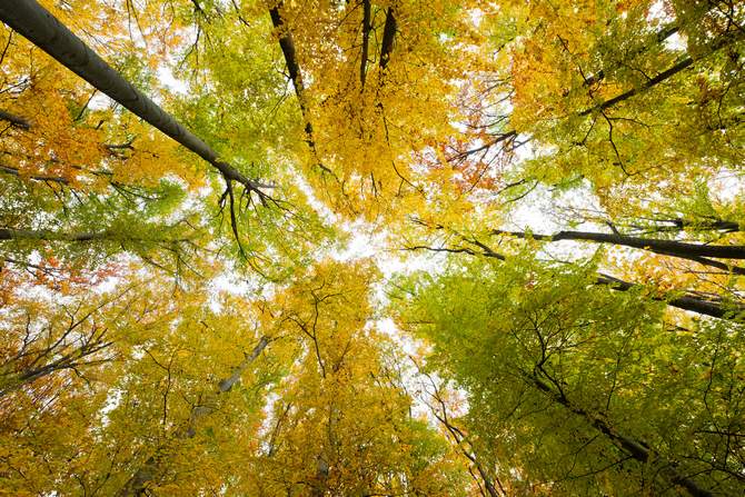 Di manakah pokok beech hutan tumbuh