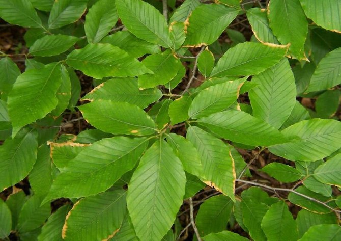 Användbara egenskaper, användning av skogsbok i naturen och jordbruket