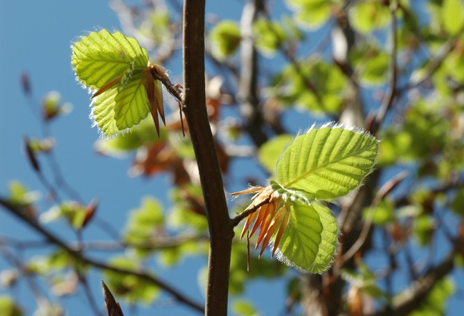 Selain itu, kulit kayu dan daun beech sangat bernilai.