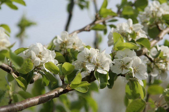 Under blomningsperioden kan en stor mängd nektar samlas upp från blommorna av det vanliga päronet