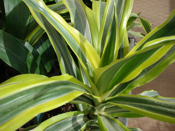 Dracaena och ficus