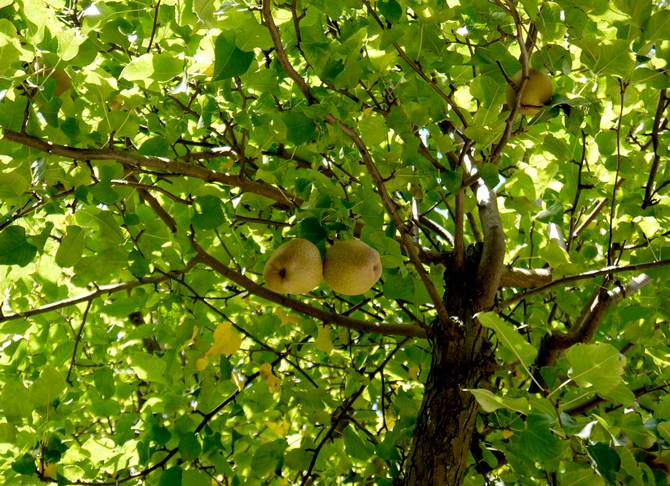 Foto, keterangan mahkota dan buah pir biasa