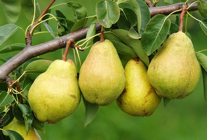 Pir biasa. Pokok buah-buahan