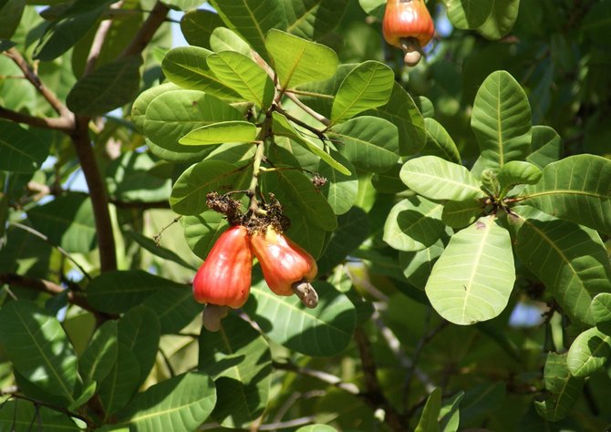 Cashewblad på utsidan kan verka konstgjorda, plastiska