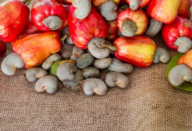 kacang mete terletak di hujung hujung tangkai atau buah pseudo