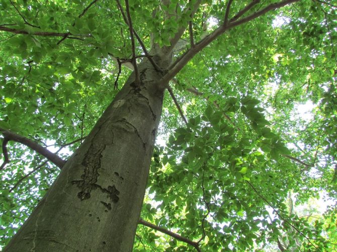 Foto, penerangan terperinci dan sifat pokok