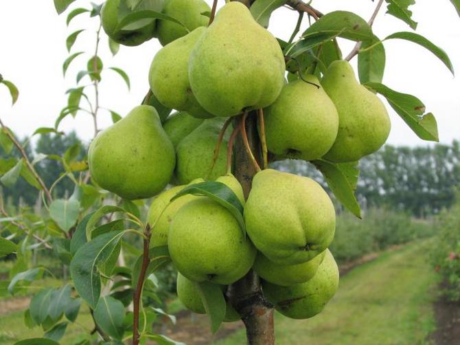 Buah pokok pir