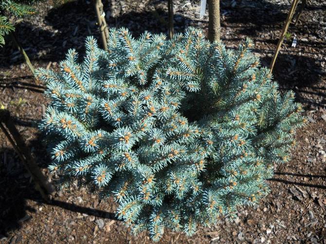 Plantering och vård av en silvergran