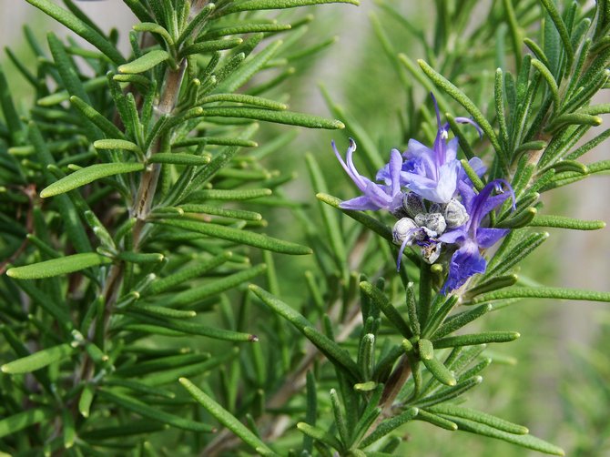 Rosemary. Berkembang di rumah