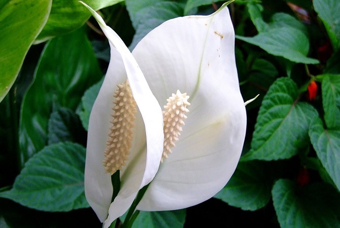 Spathiphyllum