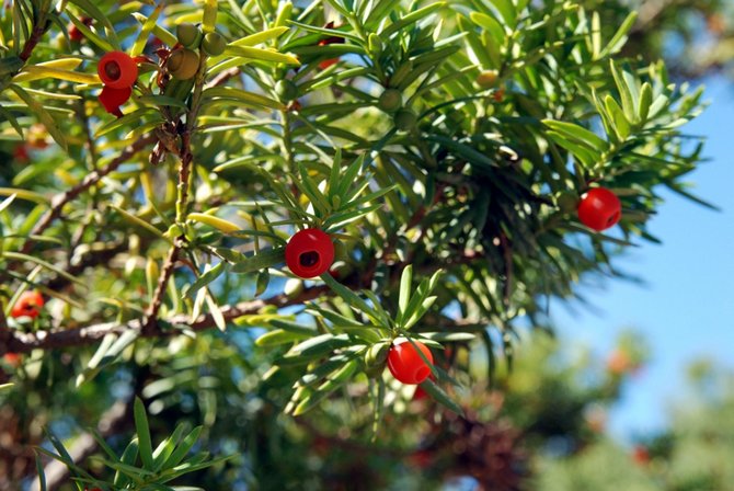 Något söt i smak ätbar fröblomma (köttig, ljusröd) händer, det kallas av misstag en bär