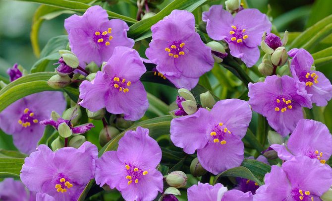 Det finns olika hybrider av Tradescantia med olika färger av blommor.