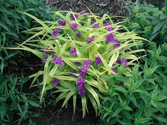 Det bästa stället att plantera Tradescantia är en skuggig och befruktad blomsterbädd på platsen