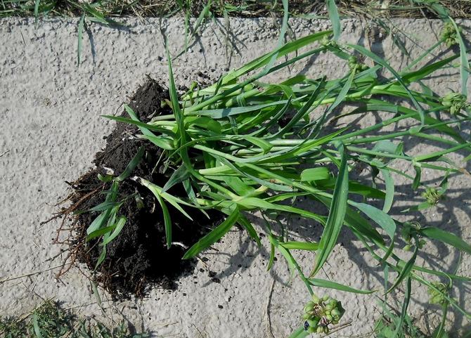 tradescantia reproducerar genom att dela busken