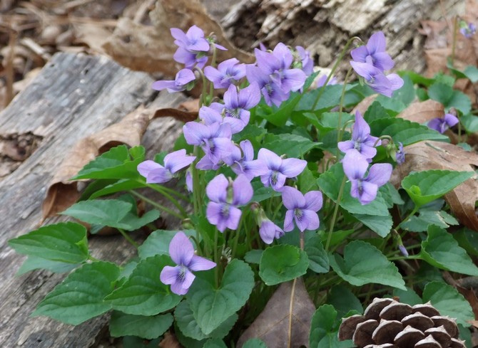 Sifat penyembuhan Tradescantia