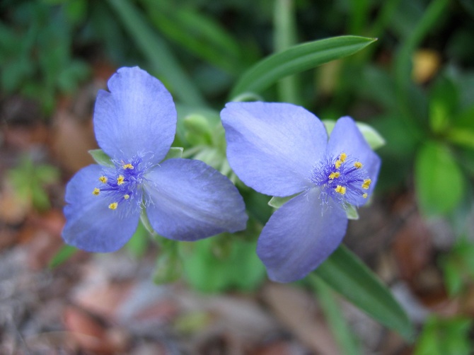 Tradescantia adalah taman. Kejururawatan dan pembiakan. Penyembuhan sifat