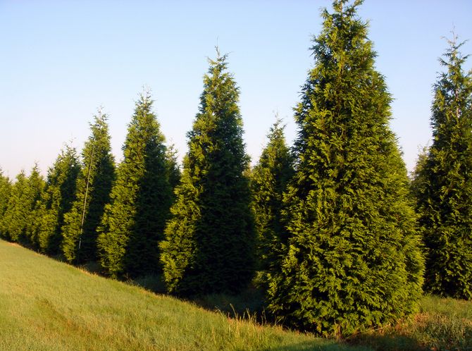 Thuja vikad eller jätte. Bilder och sorter av thuja barrträd