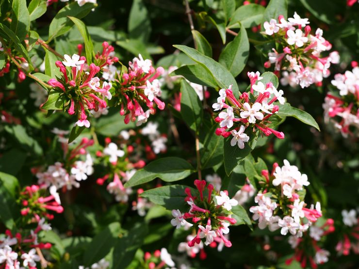 Abelia kinesiska