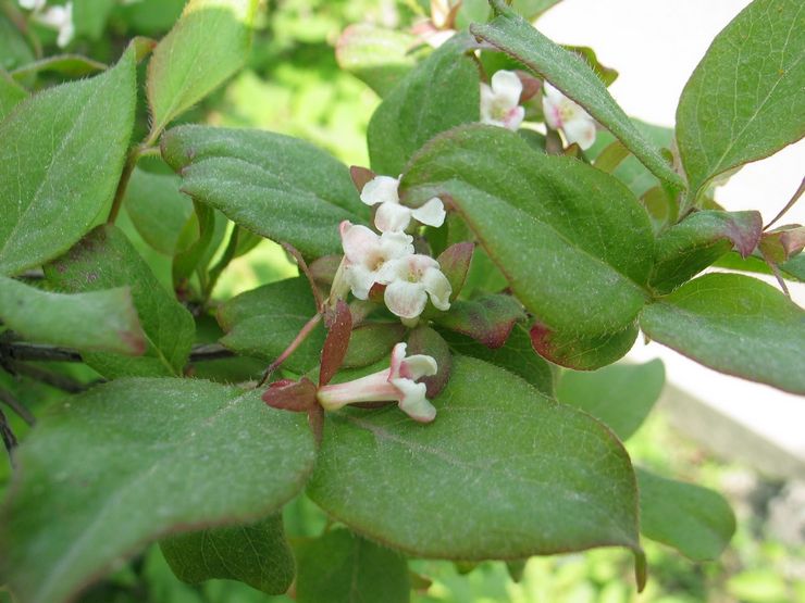 Abelia korea