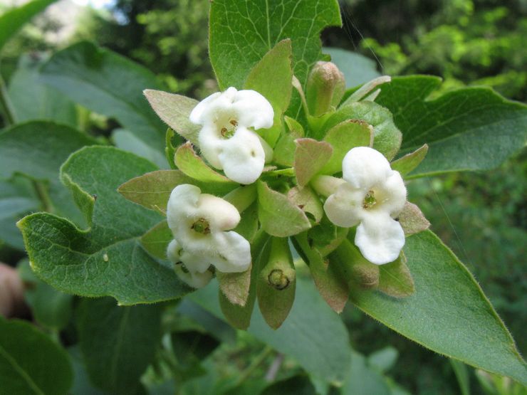 Abelia corymbose