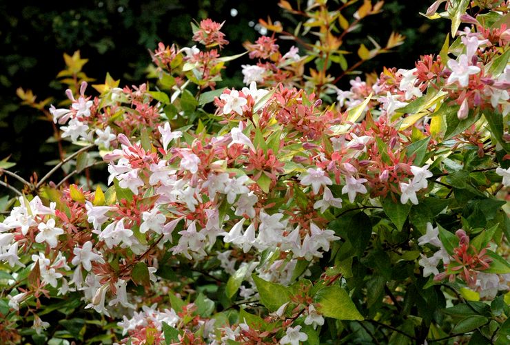 Abelia berjaring besar