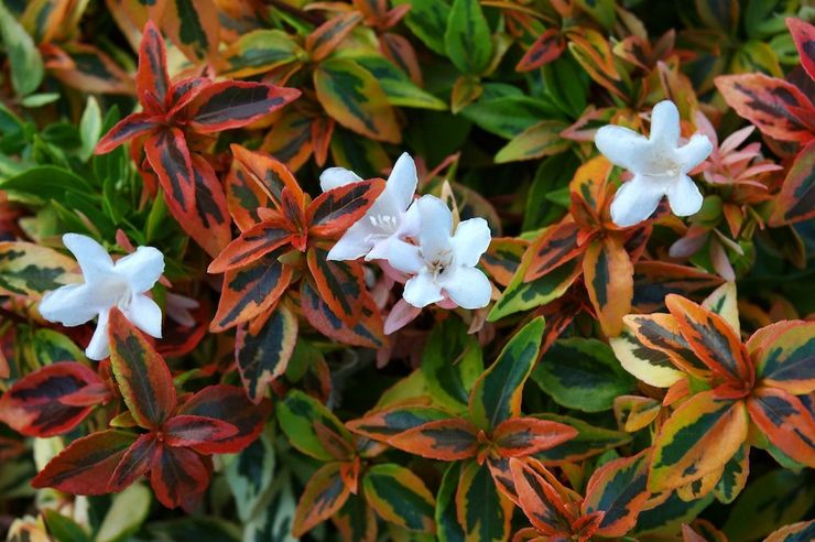 Abelia "Kaleidoskop"