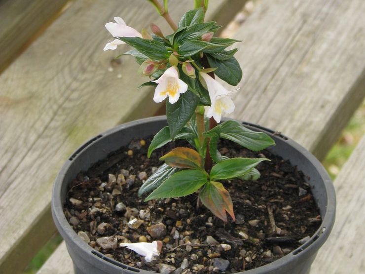 Abelia avelsmetoder