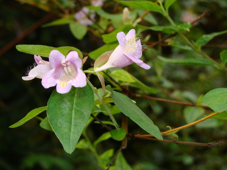 Abelia Schumann