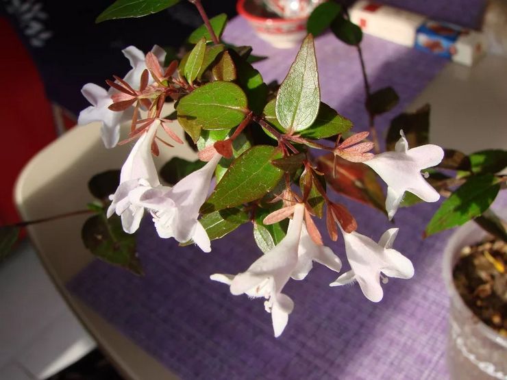 Växande abelia