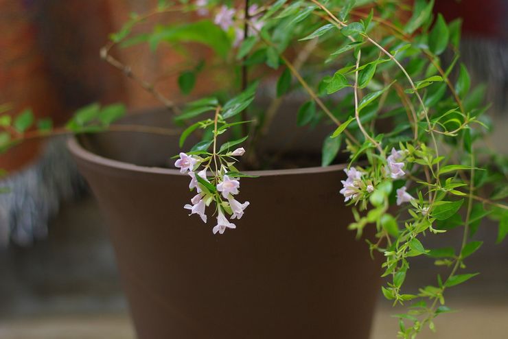 Merawat abelia di rumah