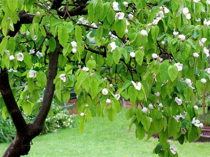 Hur kvitten blommar och luktar