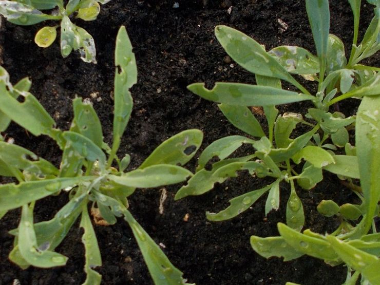 Alyssum skadedjur och sjukdomar