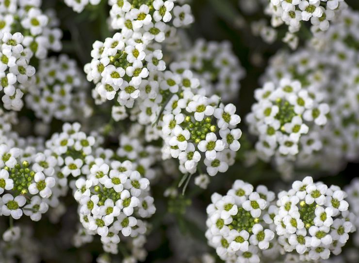 Alyssum hav, eller havslobularia