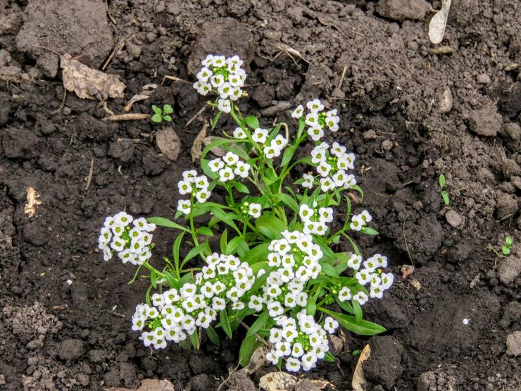 Menanam alyssum di tanah terbuka