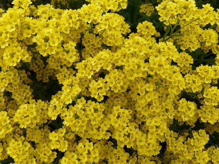 Batu alyssum