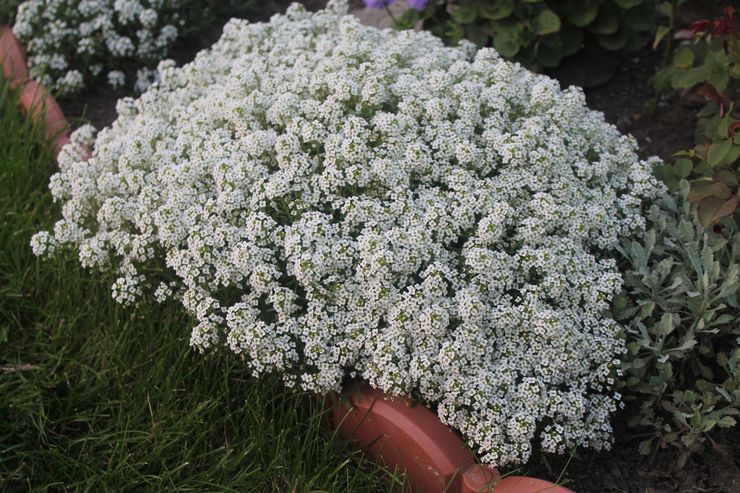 Alyssum-sorter