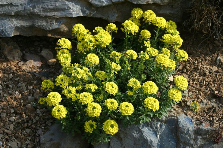 Sköter om alyssum i trädgården