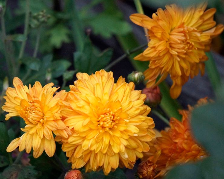 Krysantemum orange