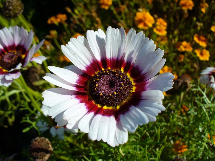 Krysantemum kölad eller tricolor