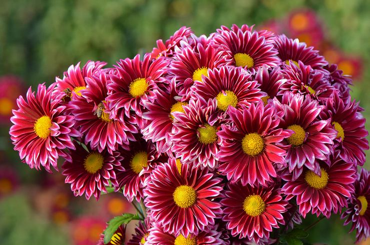 Chrysanthemum beskrivning