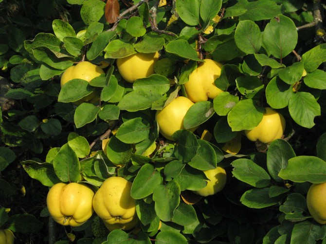 Pokok quince. Penerangan mengenai buah quince. Bunga quince semak berbunga di foto