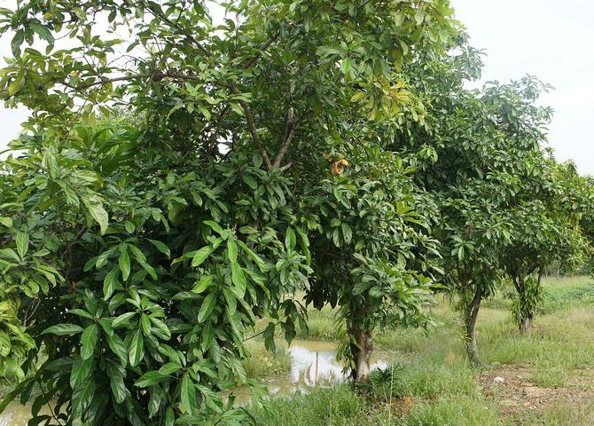 Di manakah pokok coca-cola tumbuh