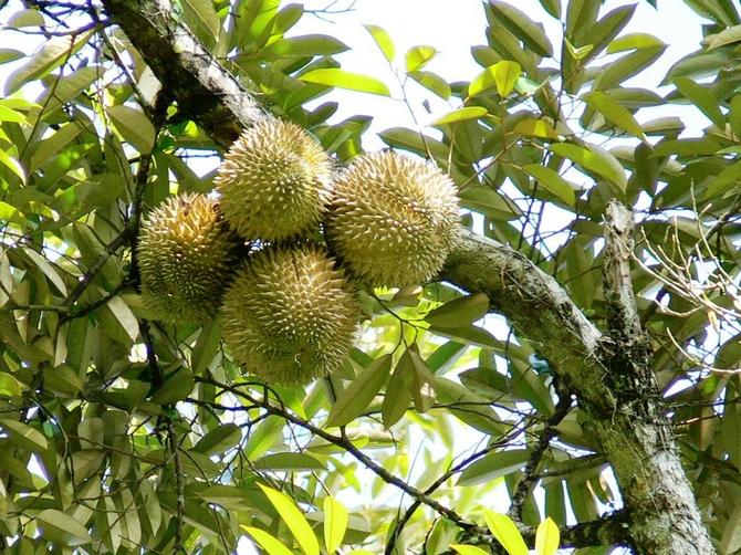 Durian civet är ett långt tropiskt träd som når 40-45 m i höjd