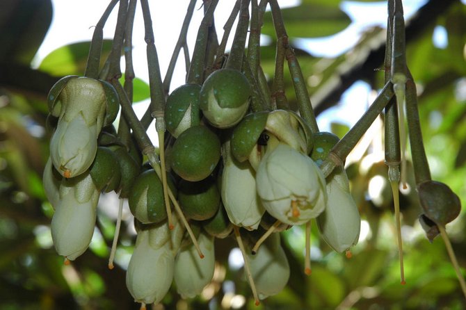 Bunga berwarna biseksual, berwarna putih, kuning atau merah jambu terletak di dahan dan batang pokok